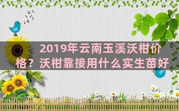 2019年云南玉溪沃柑价格？沃柑靠接用什么实生苗好