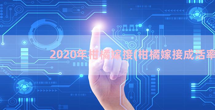 2020年柑橘嫁接(柑橘嫁接成活率)