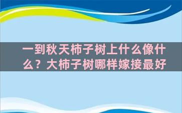 一到秋天柿子树上什么像什么？大柿子树哪样嫁接最好