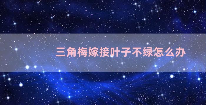 三角梅嫁接叶子不绿怎么办