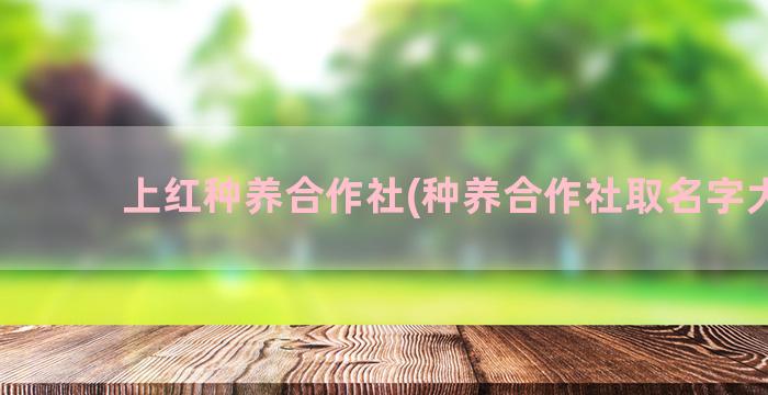 上红种养合作社(种养合作社取名字大全)