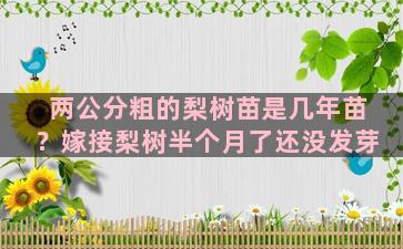 两公分粗的梨树苗是几年苗？嫁接梨树半个月了还没发芽