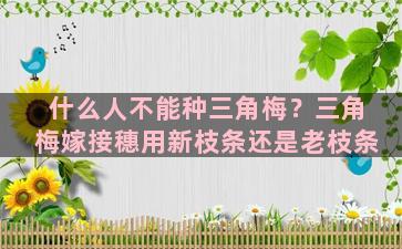 什么人不能种三角梅？三角梅嫁接穗用新枝条还是老枝条