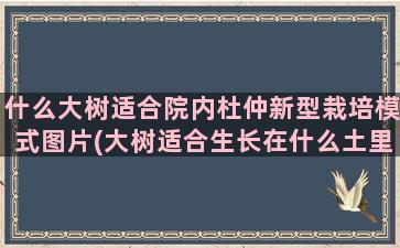 什么大树适合院内杜仲新型栽培模式图片(大树适合生长在什么土里)