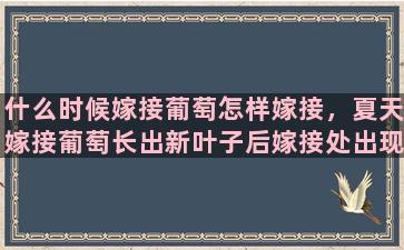 什么时候嫁接葡萄怎样嫁接，夏天嫁接葡萄长出新叶子后嫁接处出现黑块是什么原因