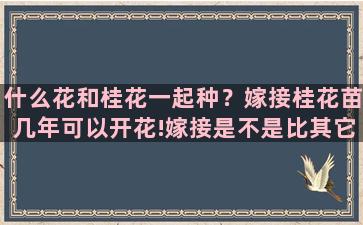 什么花和桂花一起种？嫁接桂花苗几年可以开花!嫁接是不是比其它苗开好早