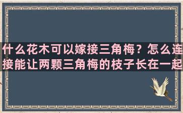 什么花木可以嫁接三角梅？怎么连接能让两颗三角梅的枝子长在一起