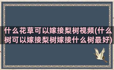 什么花草可以嫁接梨树视频(什么树可以嫁接梨树嫁接什么树最好)