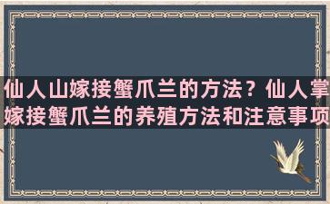 仙人山嫁接蟹爪兰的方法？仙人掌嫁接蟹爪兰的养殖方法和注意事项