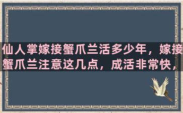 仙人掌嫁接蟹爪兰活多少年，嫁接蟹爪兰注意这几点，成活非常快，一年能就能长满叶