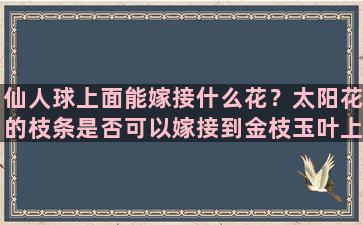 仙人球上面能嫁接什么花？太阳花的枝条是否可以嫁接到金枝玉叶上