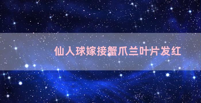 仙人球嫁接蟹爪兰叶片发红