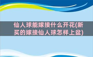 仙人球能嫁接什么开花(新买的嫁接仙人球怎样上盆)