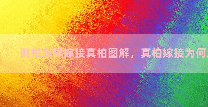 侧柏怎样嫁接真柏图解，真柏嫁接为何后期不活