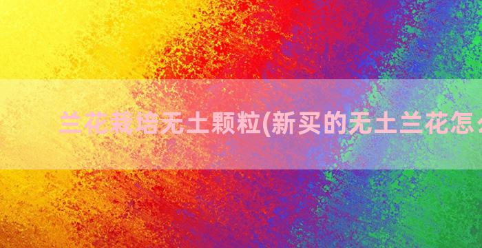 兰花栽培无土颗粒(新买的无土兰花怎么栽培)