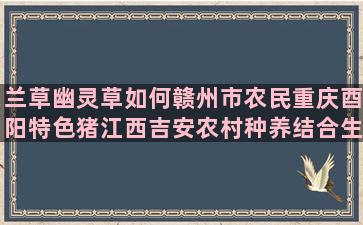 兰草幽灵草如何赣州市农民重庆酉阳特色猪江西吉安农村种养结合生态农业