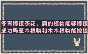 冬青嫁接茶花，属的植物能够嫁接成功吗草本植物和木本植物能嫁接在一起吗