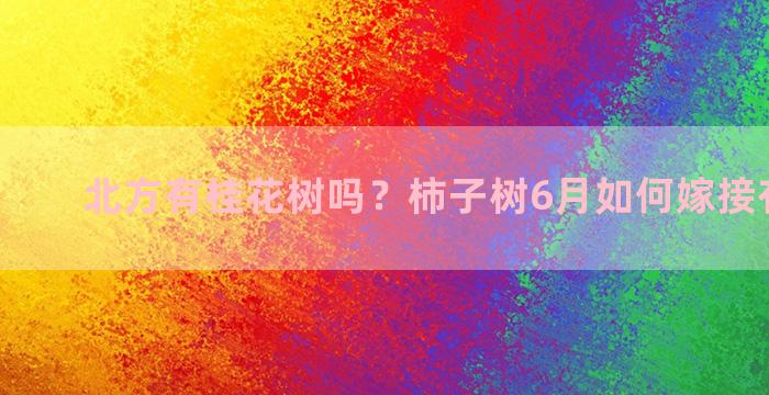 北方有桂花树吗？柿子树6月如何嫁接有视频吗