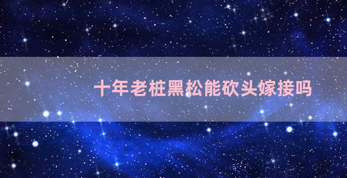 十年老桩黑松能砍头嫁接吗