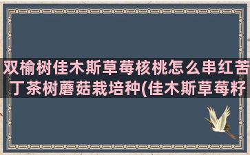 双榆树佳木斯草莓核桃怎么串红苦丁茶树蘑菇栽培种(佳木斯草莓籽厂家)