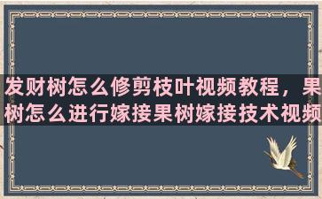 发财树怎么修剪枝叶视频教程，果树怎么进行嫁接果树嫁接技术视频,嫁接方法图解