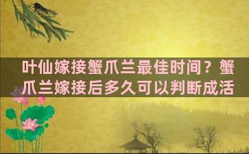 叶仙嫁接蟹爪兰最佳时间？蟹爪兰嫁接后多久可以判断成活