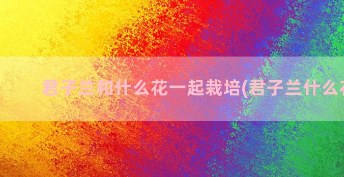 君子兰和什么花一起栽培(君子兰什么花好看)