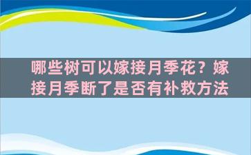 哪些树可以嫁接月季花？嫁接月季断了是否有补救方法