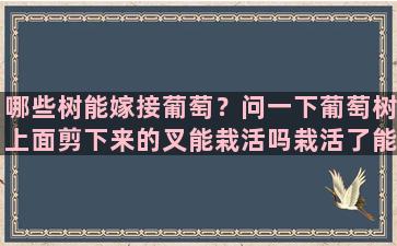 哪些树能嫁接葡萄？问一下葡萄树上面剪下来的叉能栽活吗栽活了能接葡萄吗