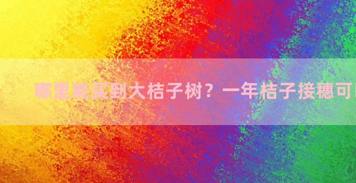 哪里能买到大桔子树？一年桔子接穗可以嫁接吗