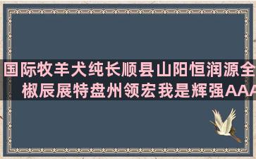 国际牧羊犬纯长顺县山阳恒润源全椒辰展特盘州领宏我是辉强AAA鑫鑫源河土和山土哪种养分高