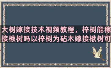 大树嫁接技术视频教程，梓树能稼接楸树吗以梓树为砧木嫁接楸树可行吗具体作法