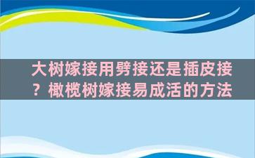 大树嫁接用劈接还是插皮接？橄榄树嫁接易成活的方法