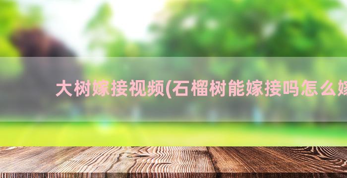 大树嫁接视频(石榴树能嫁接吗怎么嫁接)