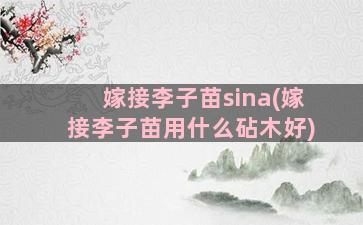 嫁接李子苗sina(嫁接李子苗用什么砧木好)