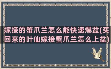 嫁接的蟹爪兰怎么能快速爆盆(买回来的叶仙嫁接蟹爪兰怎么上盆)