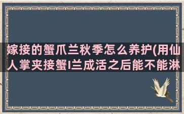 嫁接的蟹爪兰秋季怎么养护(用仙人掌夹接蟹I兰成活之后能不能淋雨吗)