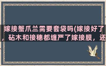 嫁接蟹爪兰需要套袋吗(嫁接好了，砧木和接穗都缠严了嫁接膜，还需要套袋吗)