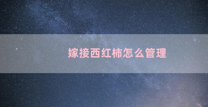 嫁接西红柿怎么管理