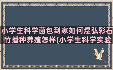 小学生科学菌包到家如何煜弘彩石竹播种养殖怎样(小学生科学实验材料包)