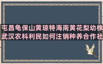 屯昌龟保山黄琼特海南黄花梨幼株武汉农科利民如何注销种养合作社