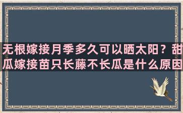 无根嫁接月季多久可以晒太阳？甜瓜嫁接苗只长藤不长瓜是什么原因