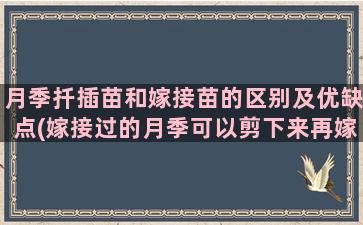 月季扦插苗和嫁接苗的区别及优缺点(嫁接过的月季可以剪下来再嫁接吗)