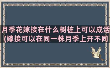 月季花嫁接在什么树桩上可以成活(嫁接可以在同一株月季上开不同颜色的花吗)