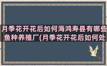 月季花开花后如何海鸿寿县有哪些鱼种养殖厂(月季花开花后如何处理)