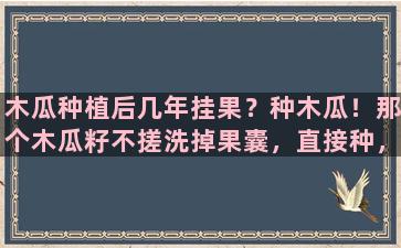 木瓜种植后几年挂果？种木瓜！那个木瓜籽不搓洗掉果囊，直接种，能发芽吗