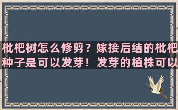 枇杷树怎么修剪？嫁接后结的枇杷种子是可以发芽！发芽的植株可以结果吗