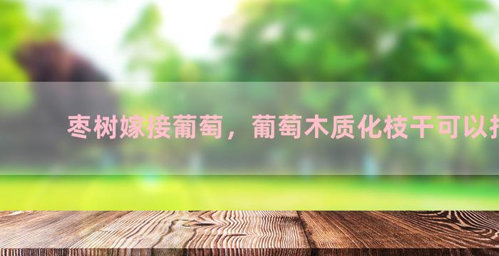 枣树嫁接葡萄，葡萄木质化枝干可以扦插吗