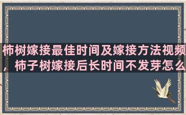 柿树嫁接最佳时间及嫁接方法视频，柿子树嫁接后长时间不发芽怎么办