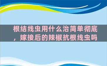 根结线虫用什么治简单彻底，嫁接后的辣椒抗根线虫吗